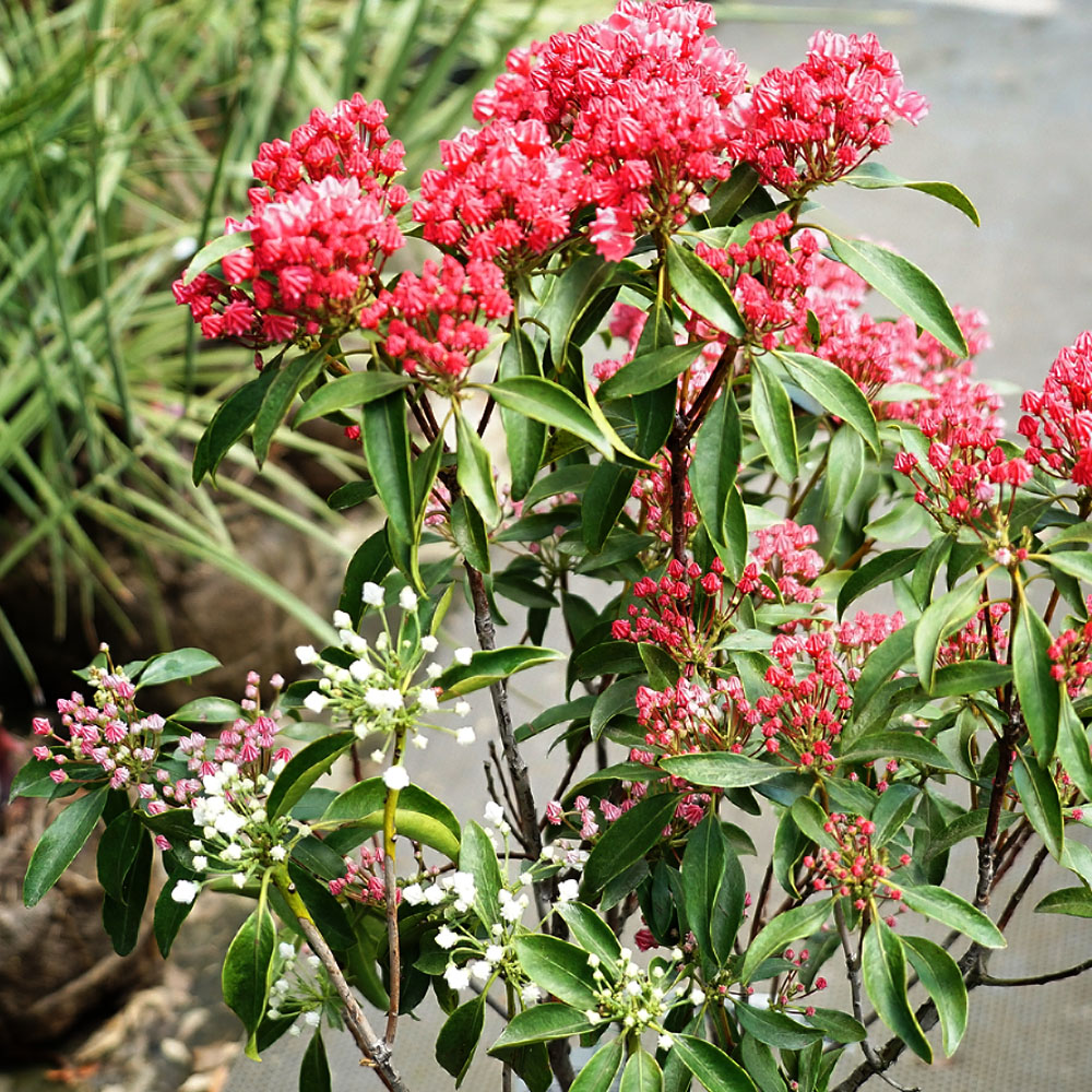 カルミア 紅白 5