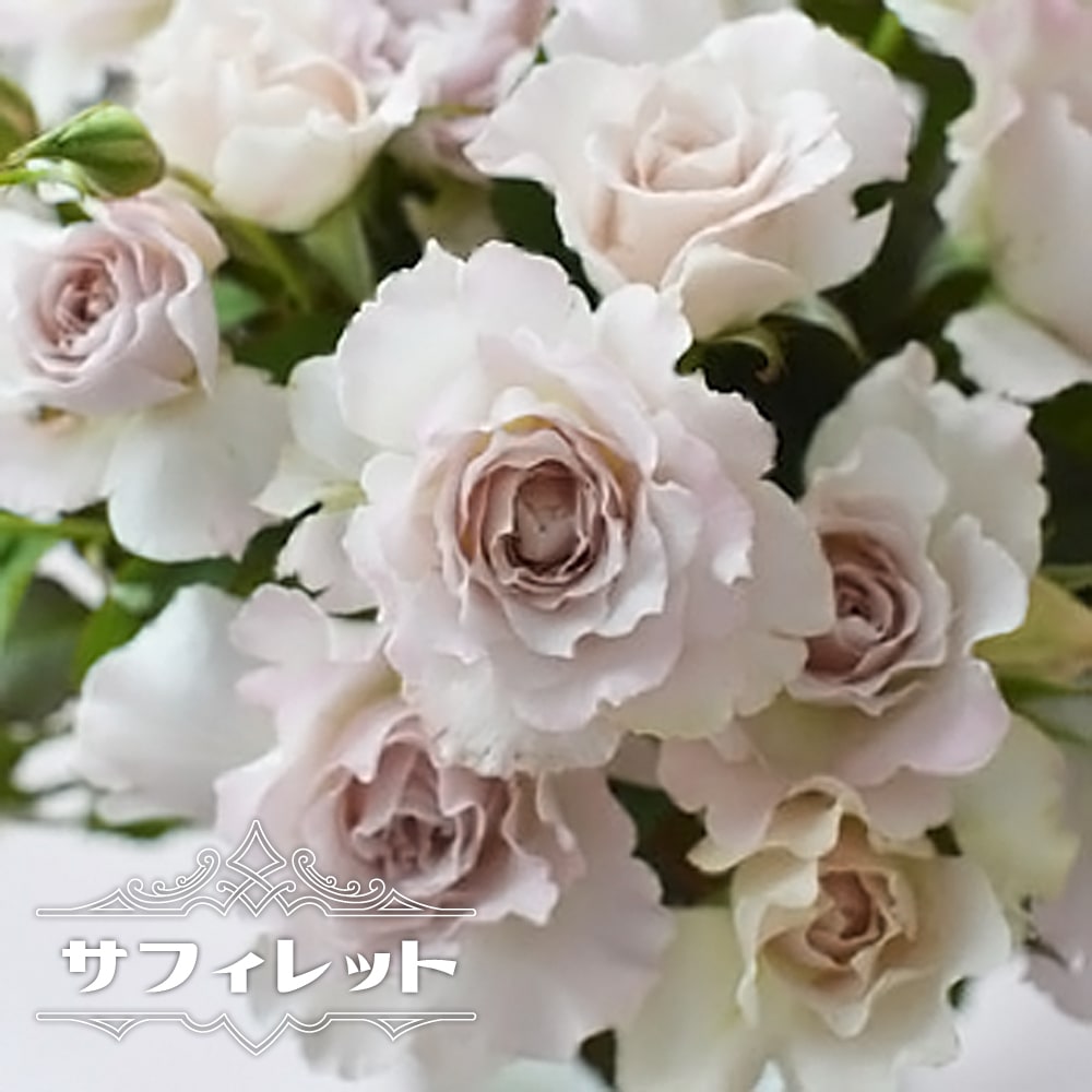 バラ サフィレット 