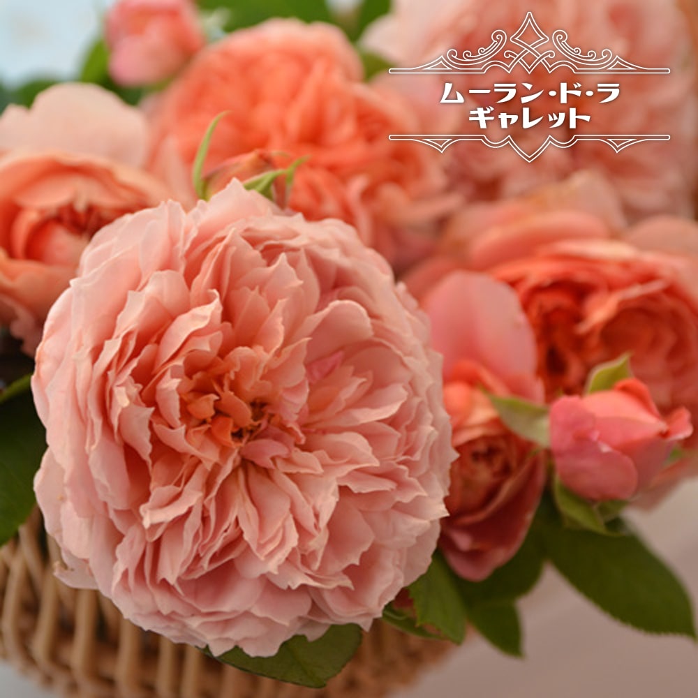 バラ ムーラン ド ラ ギャレット 