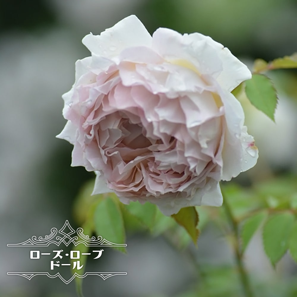 バラ ローズ ローブ ドール 