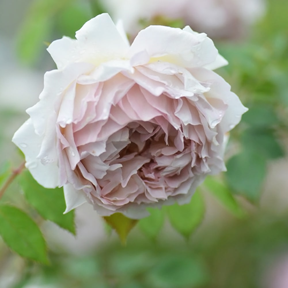 バラ ローズ ローブ ドール 1