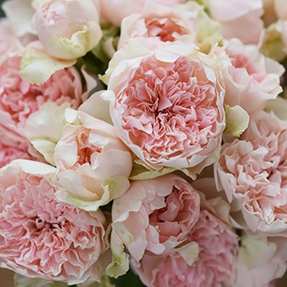 バラ クロッシェ 1