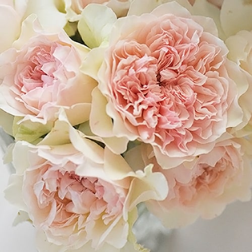 バラ クロッシェ 3