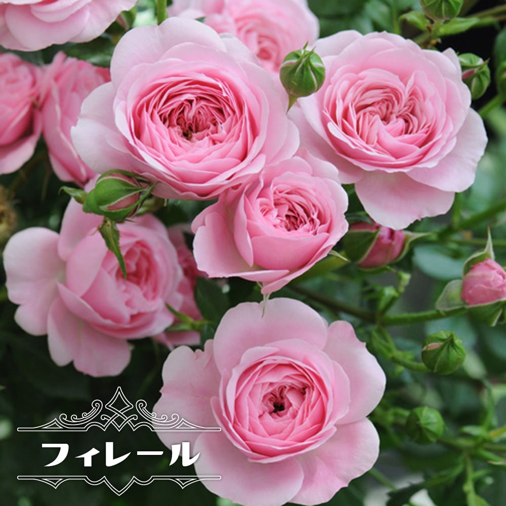 バラ フィレール 