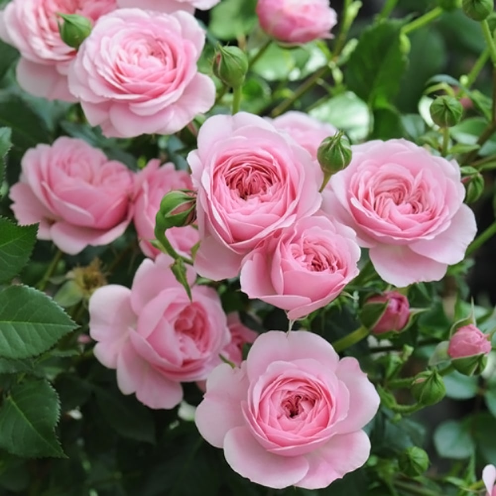 バラ フィレール 1