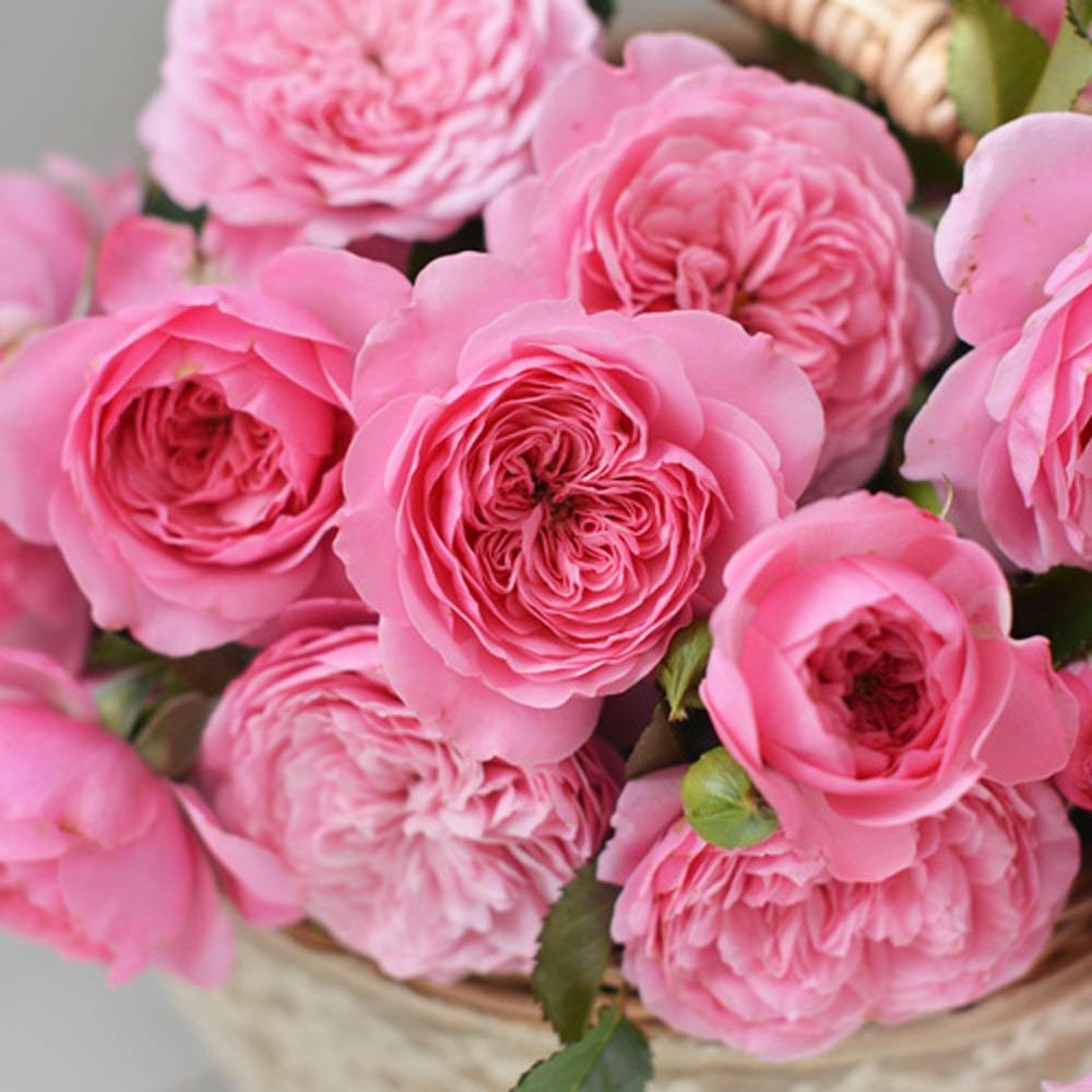 バラ フィレール 2