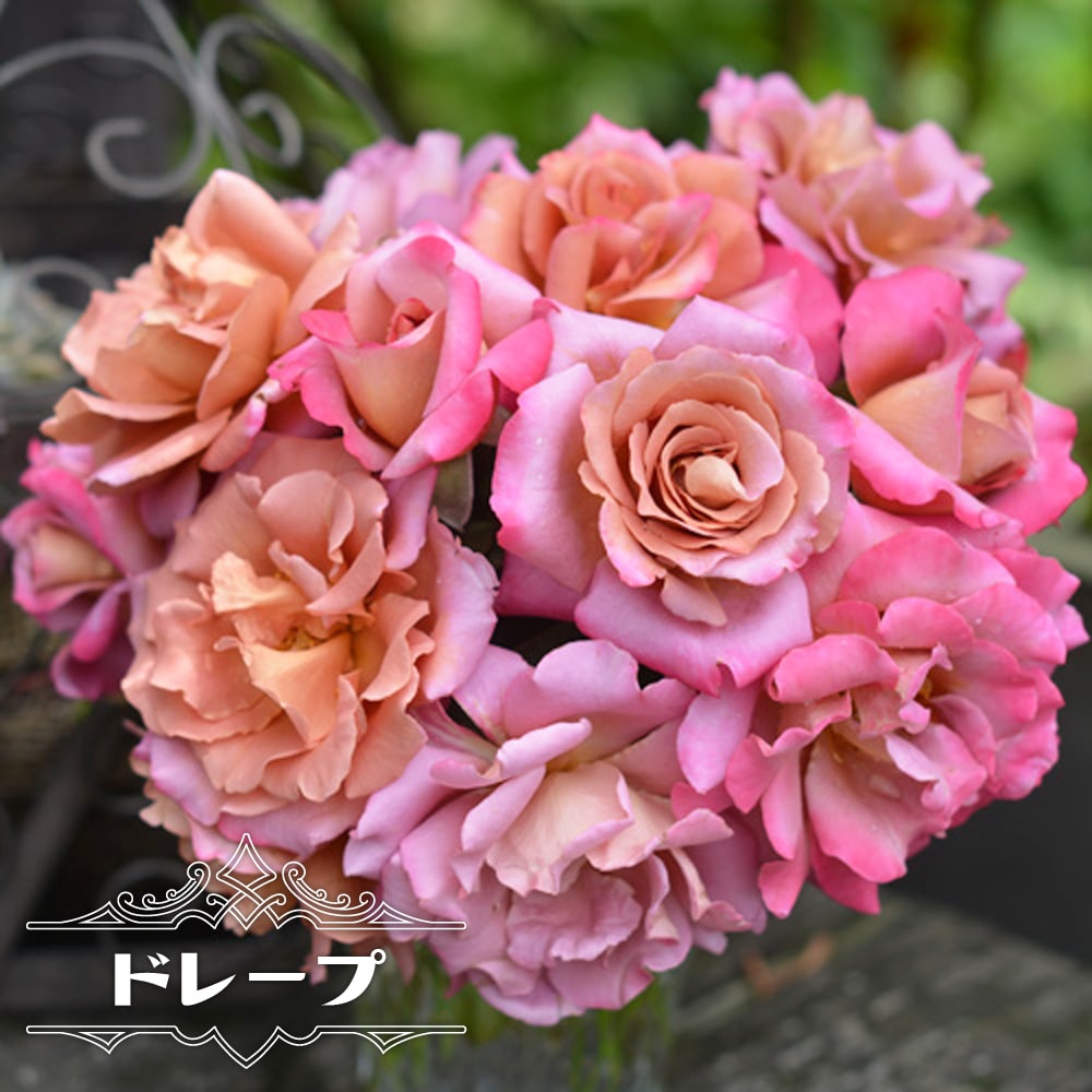 バラ ドレープ 