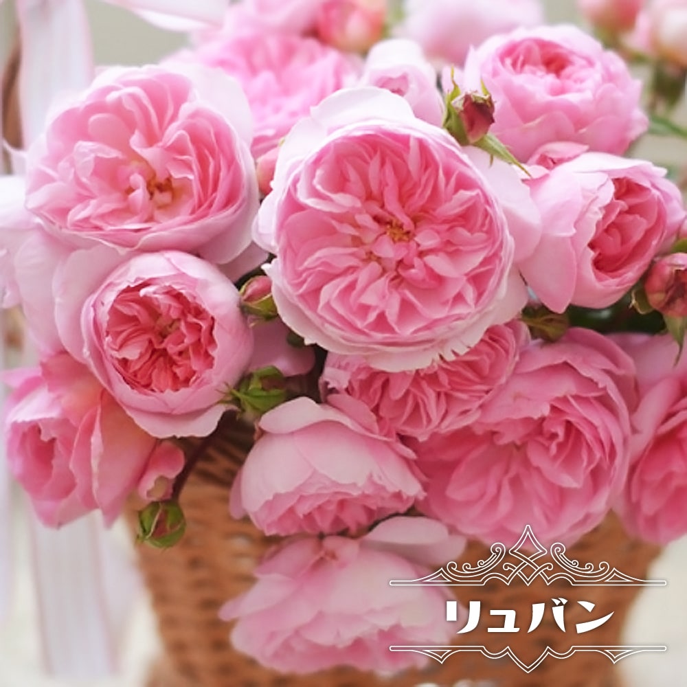 バラ リュバン 