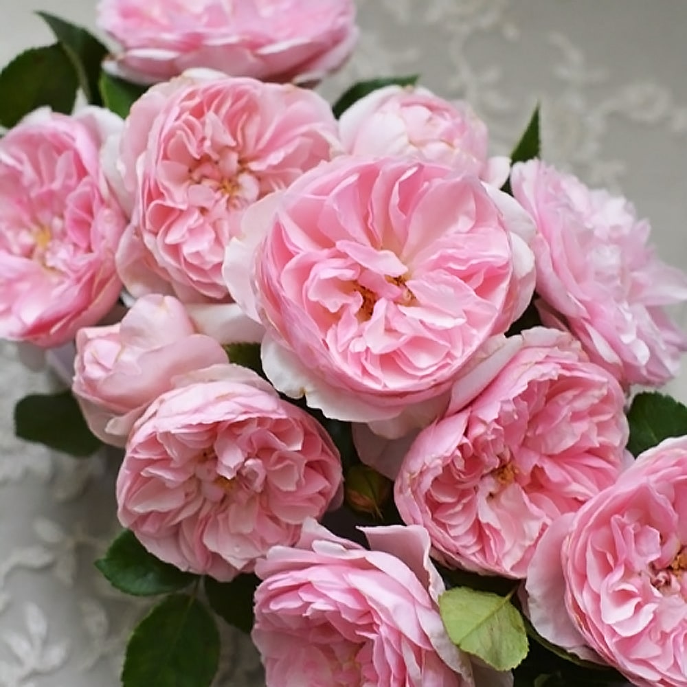 バラ リュバン 1