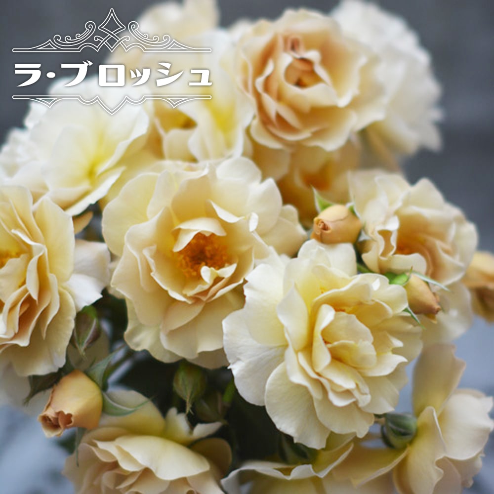 バラ ラ ブロッシュ 