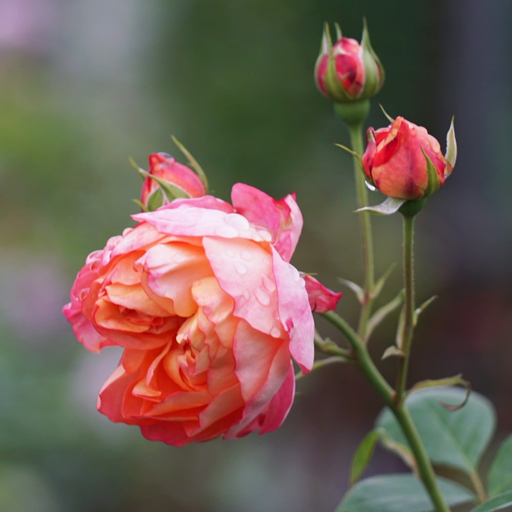 バラ ソレイユロマンティカ 4