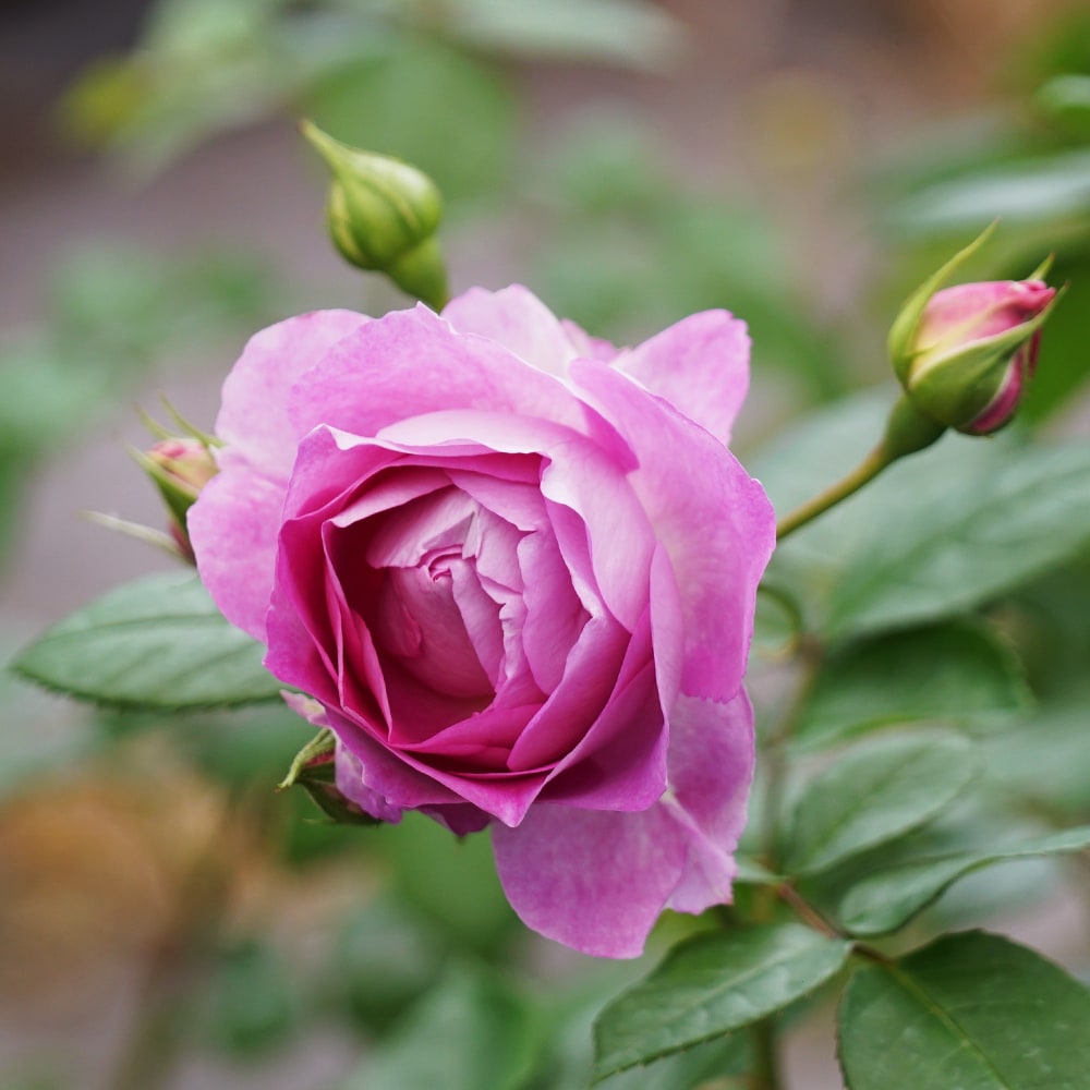 バラ エーデルシュタイン 4