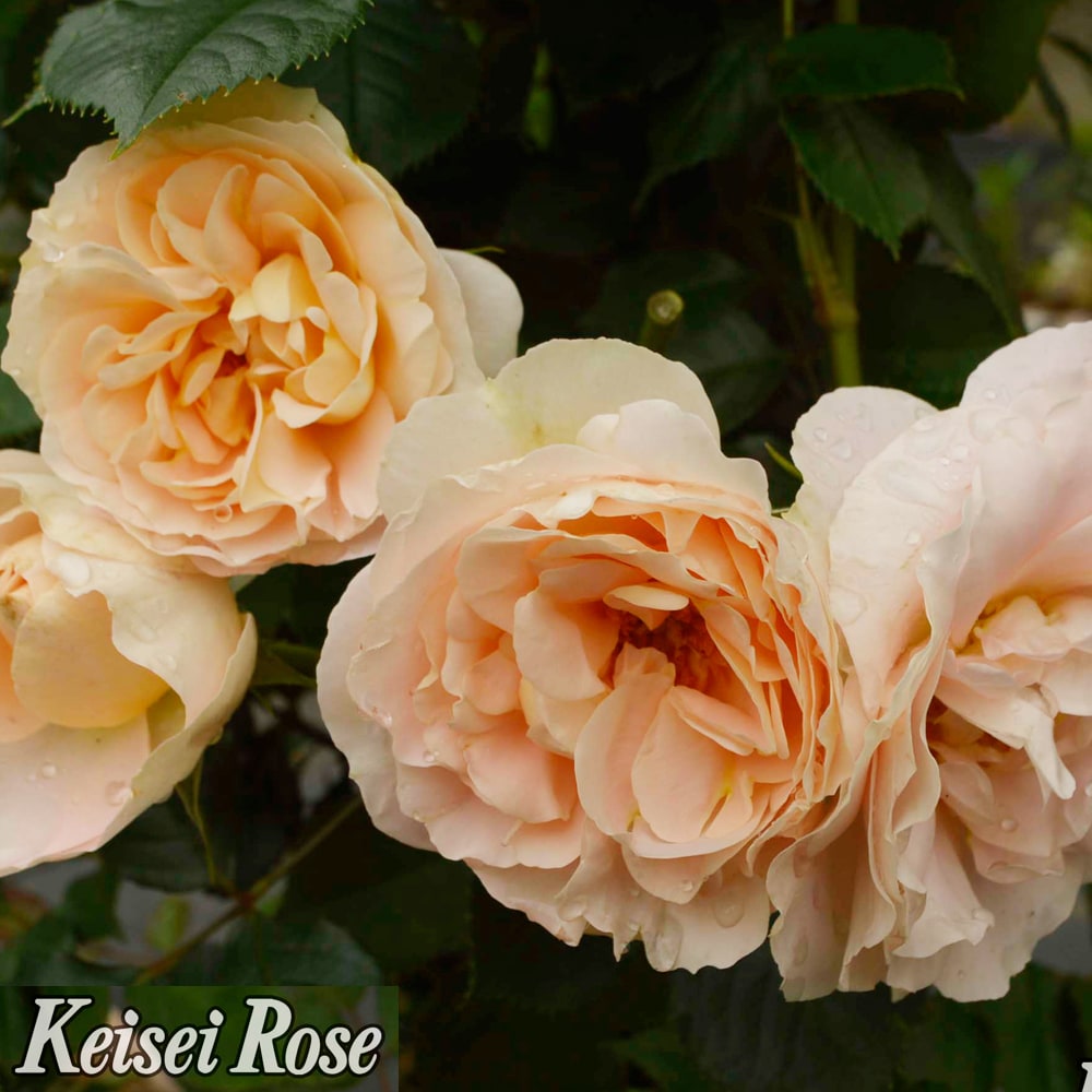 バラ マティアスクラウディウスローズ 3