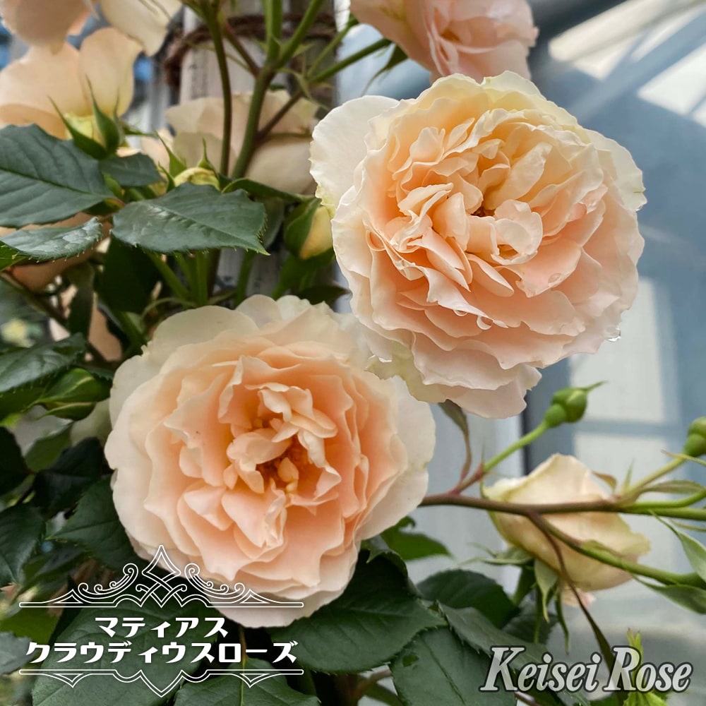 四季咲きつるバラ苗 【マティアスクラウディウスローズ】 2年生大苗