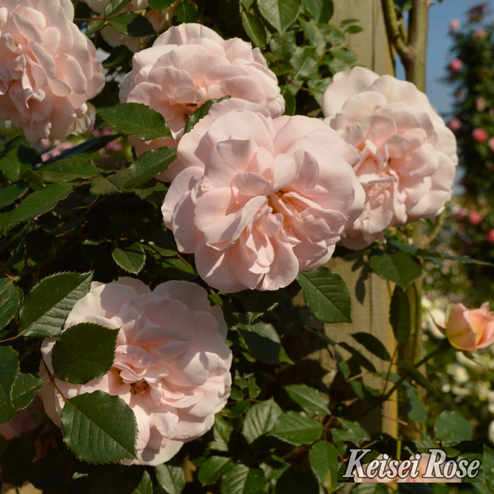 バラ マティアスクラウディウスローズ 2