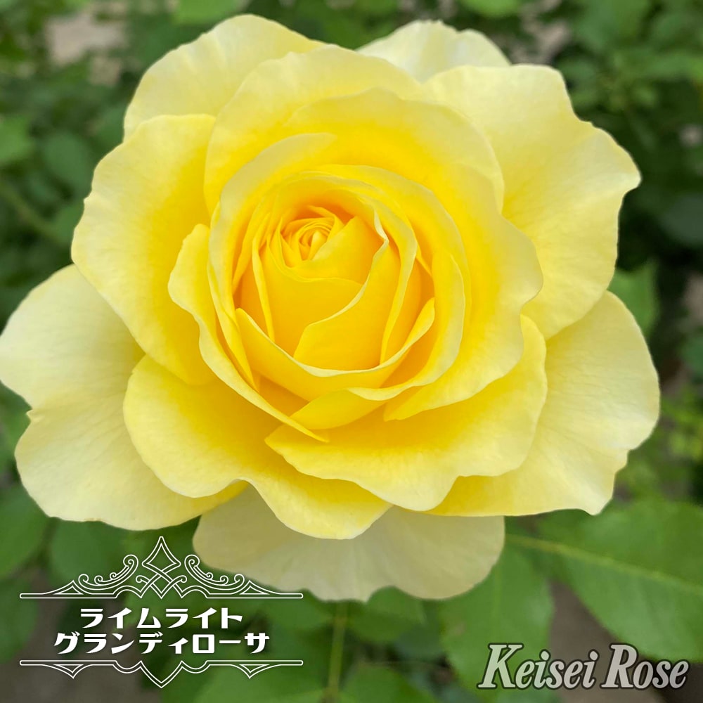 バラ ライムライトグランディローサ 