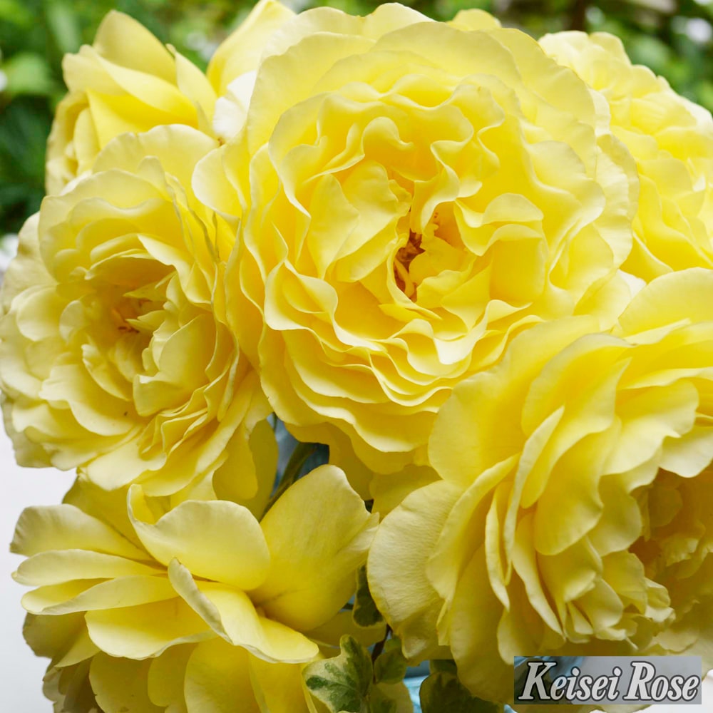 バラ ライムライトグランディローサ 2