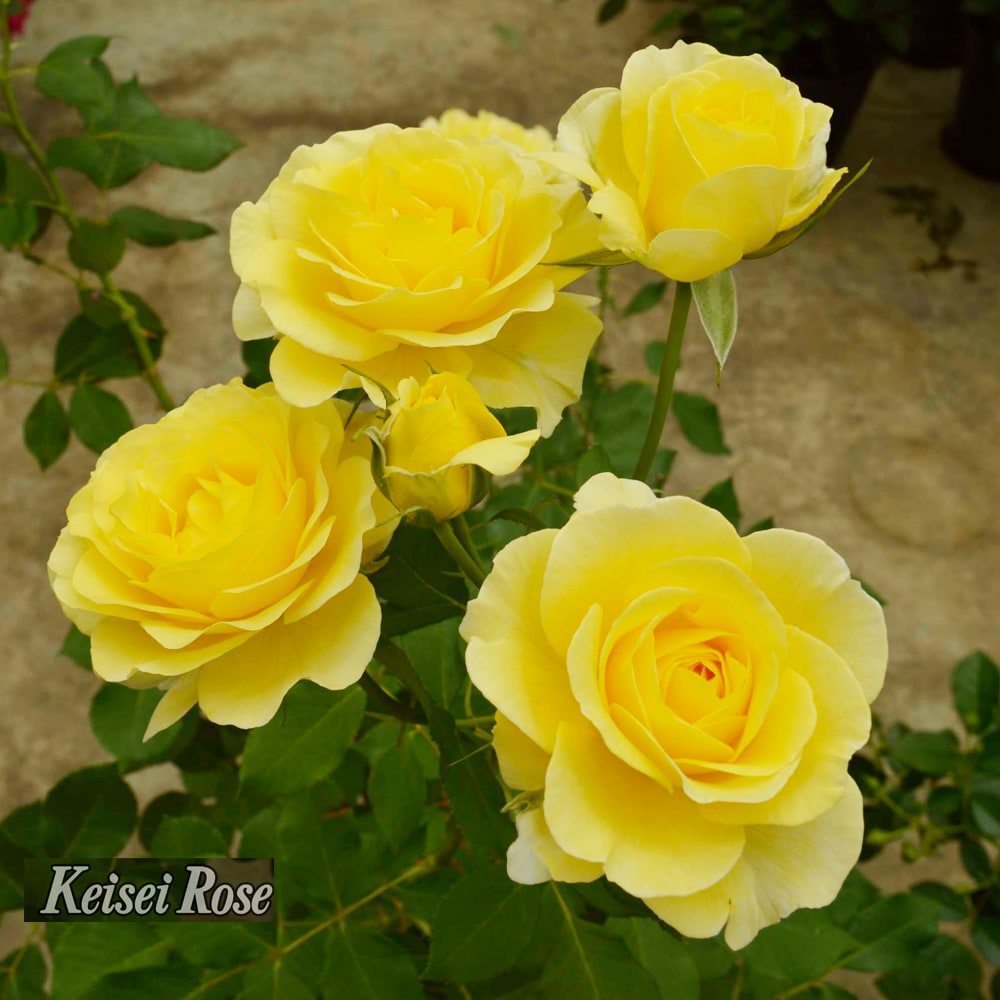 バラ ライムライトグランディローサ 3