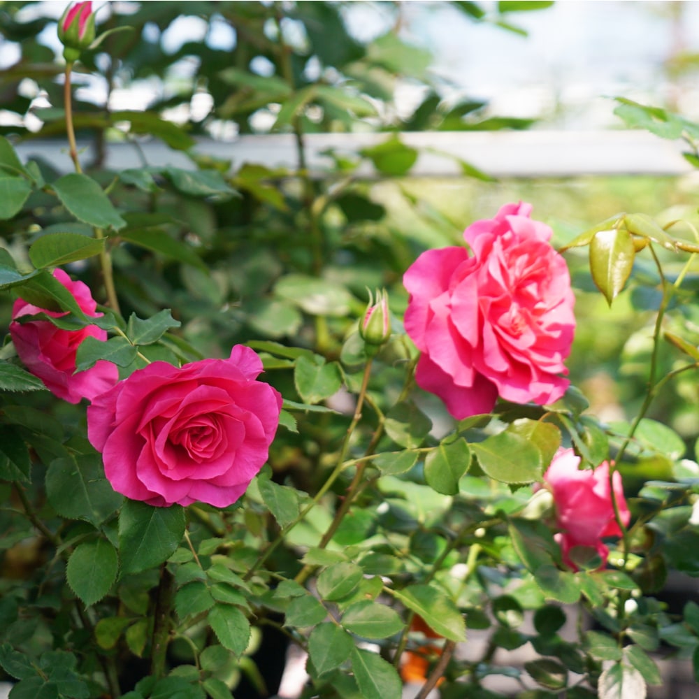 バラ つるローズうらら 4