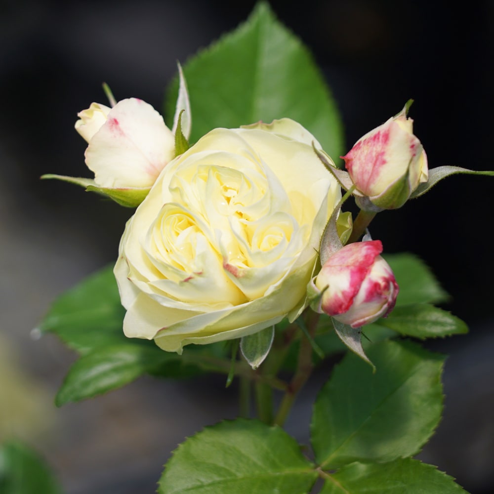 バラ クリーミーエデン 