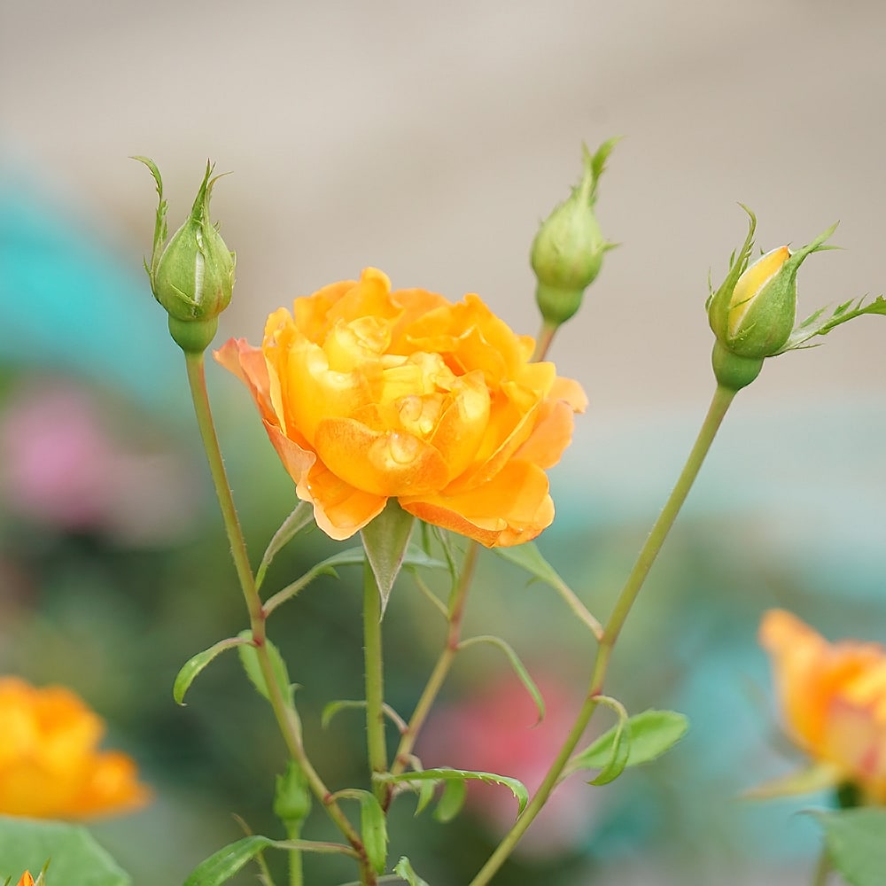 バラ ハニーキャラメル 1