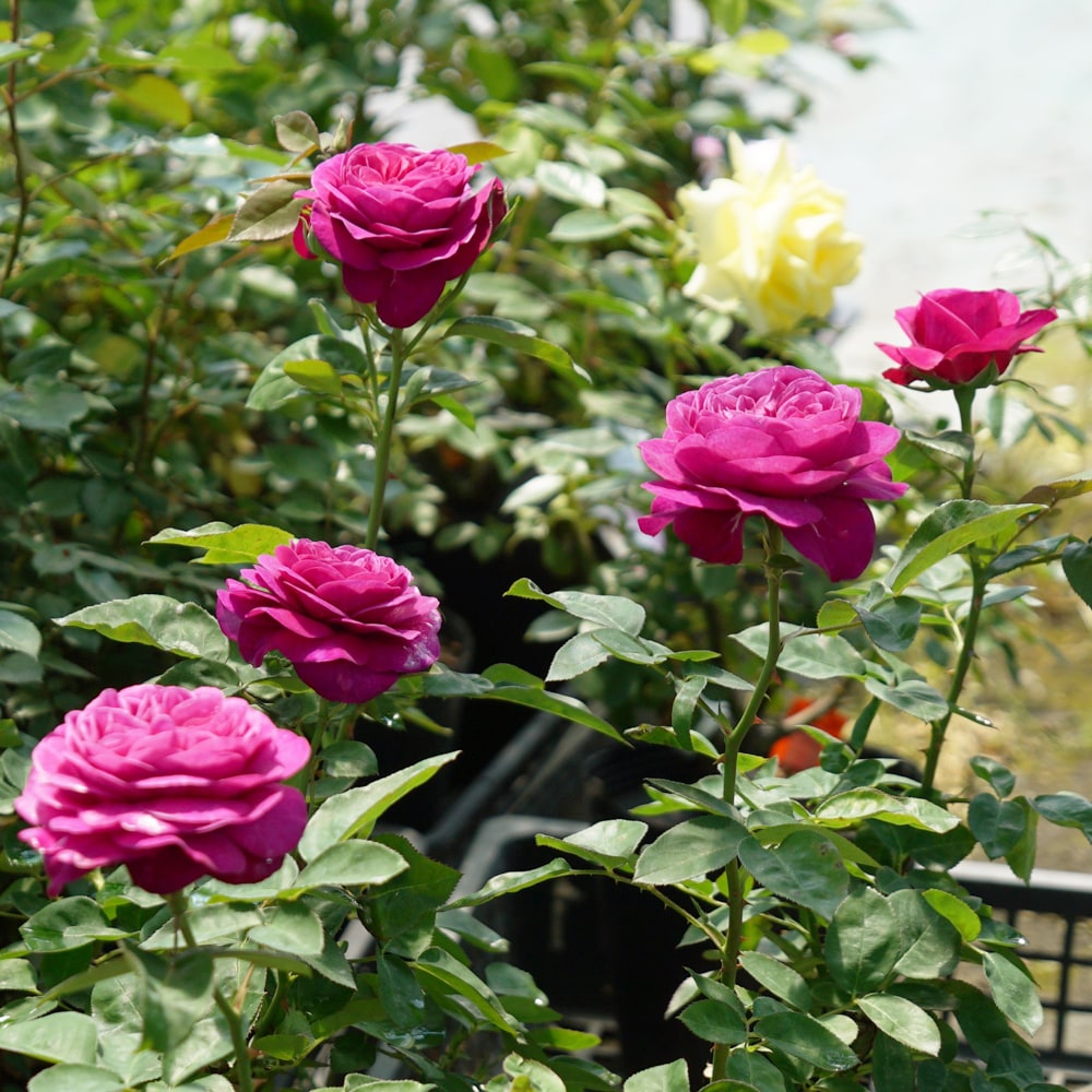 バラ ハイディクルムローズ 3