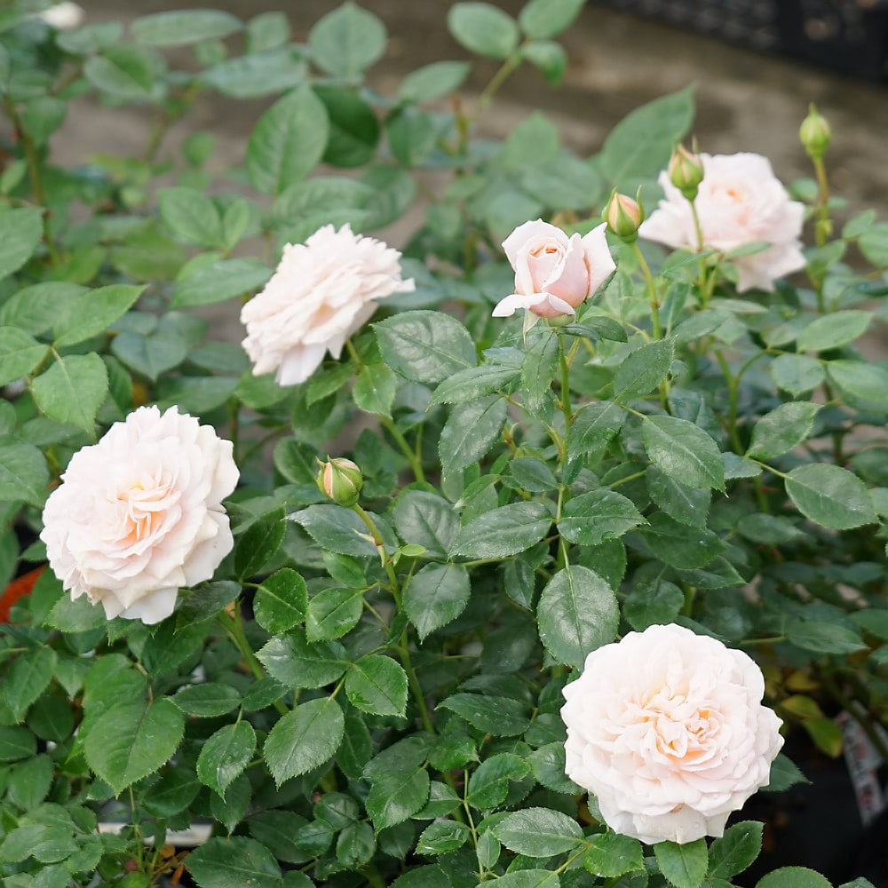 バラ ガーデンオブローゼズ 2