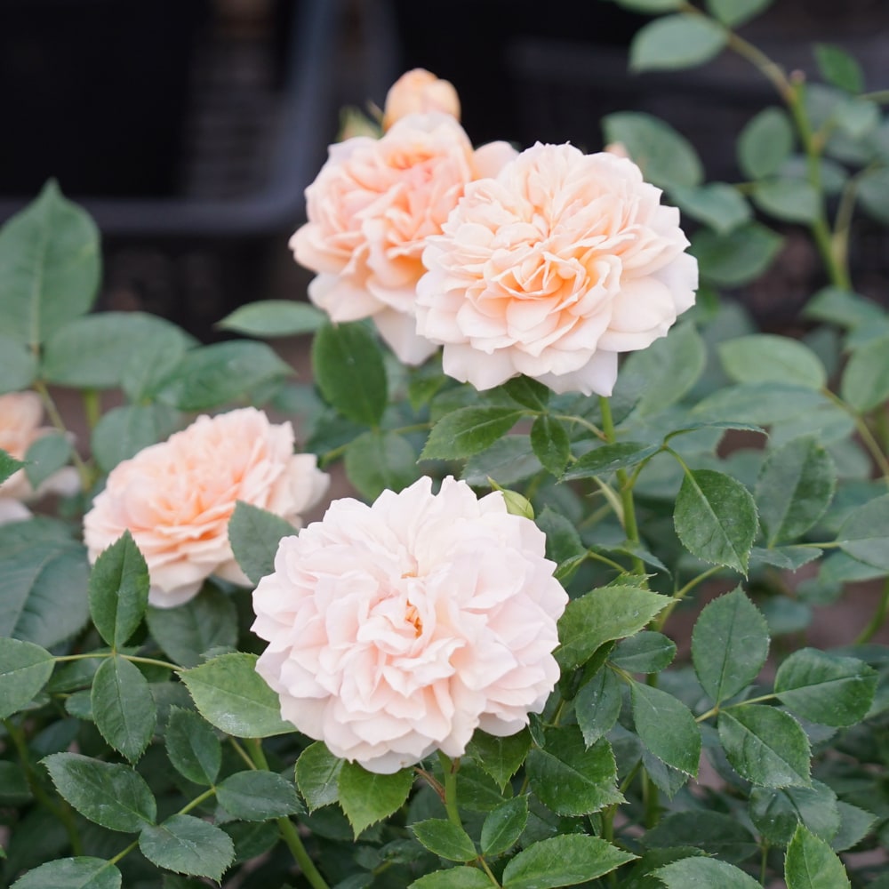 バラ ガーデンオブローゼズ 3