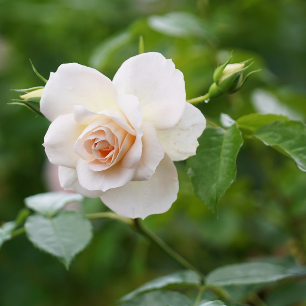 バラ マリーアントワネット 1