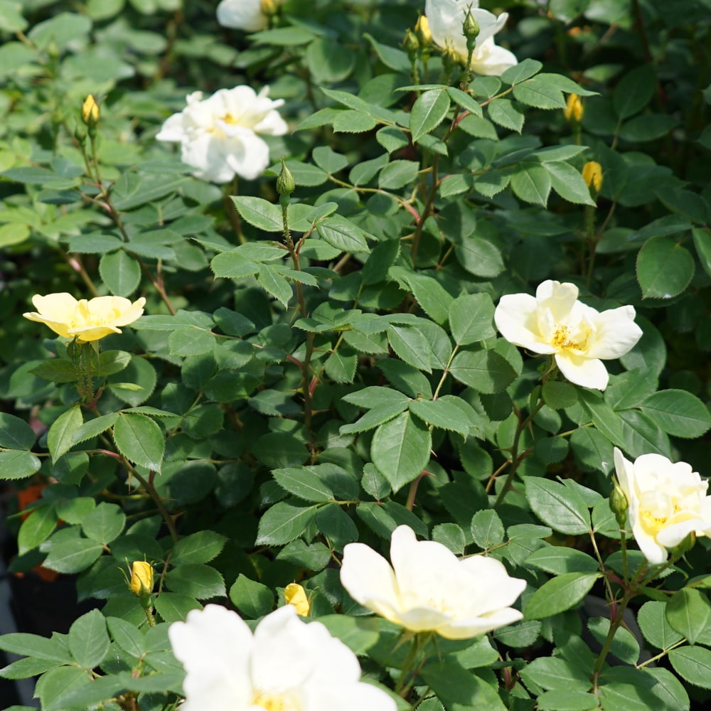 バラ サニーノックアウト 3