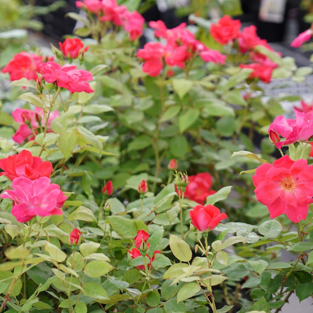 バラ ノックアウト 3