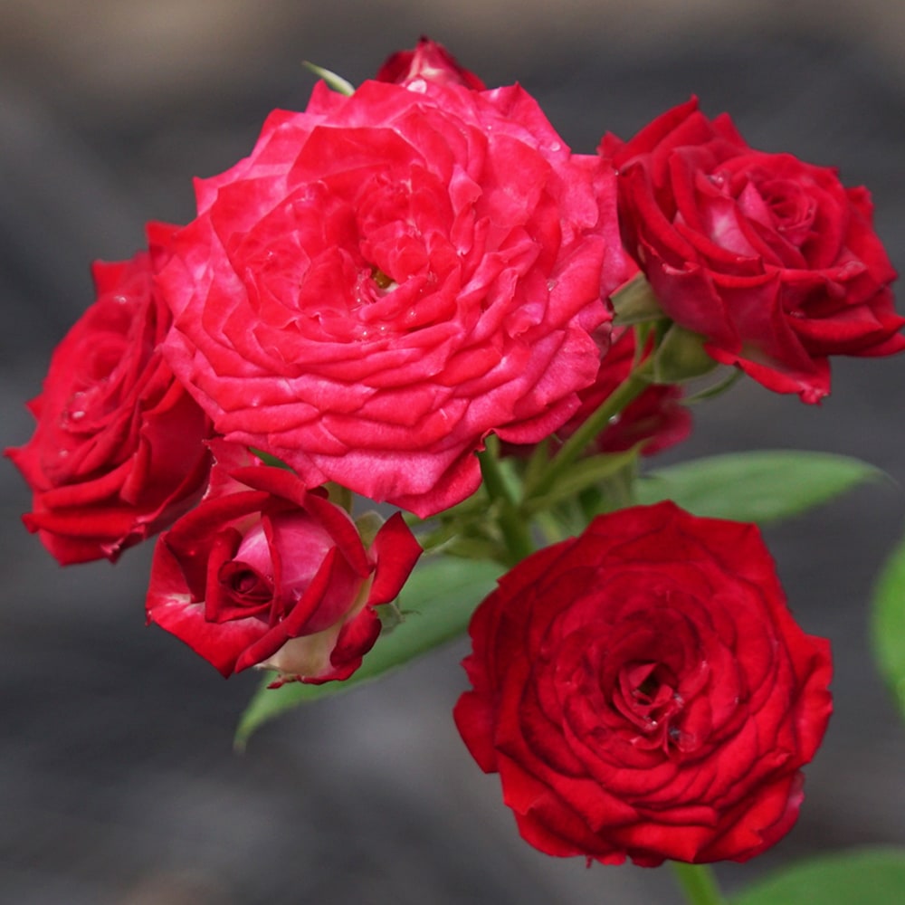 バラ デュエット バルコニア 1