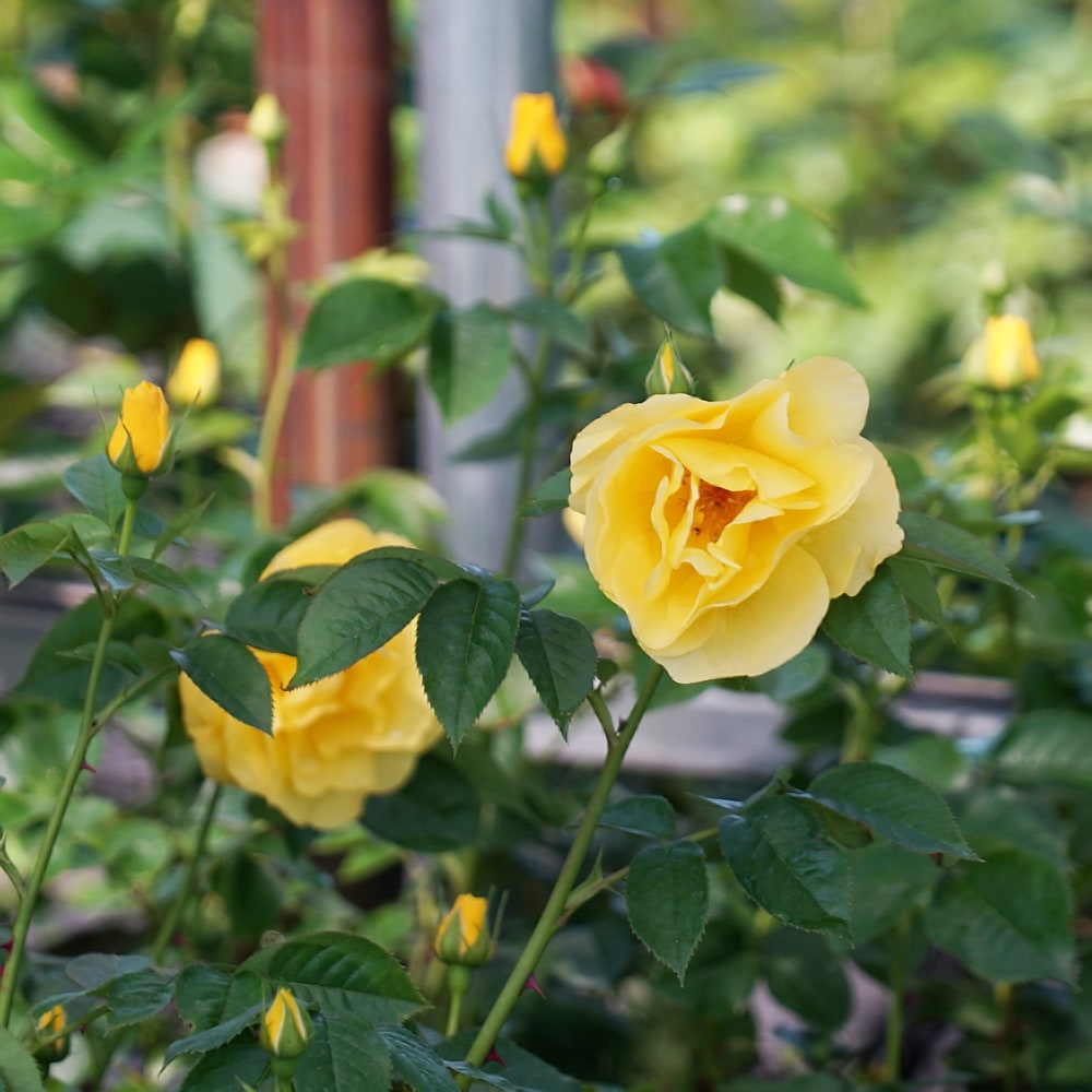 バラ レモンフィズ 2