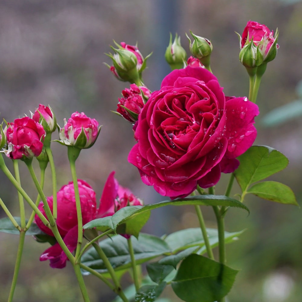 バラ スピネル 1