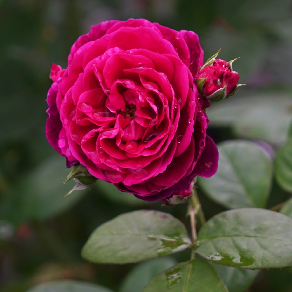 バラ スピネル 2