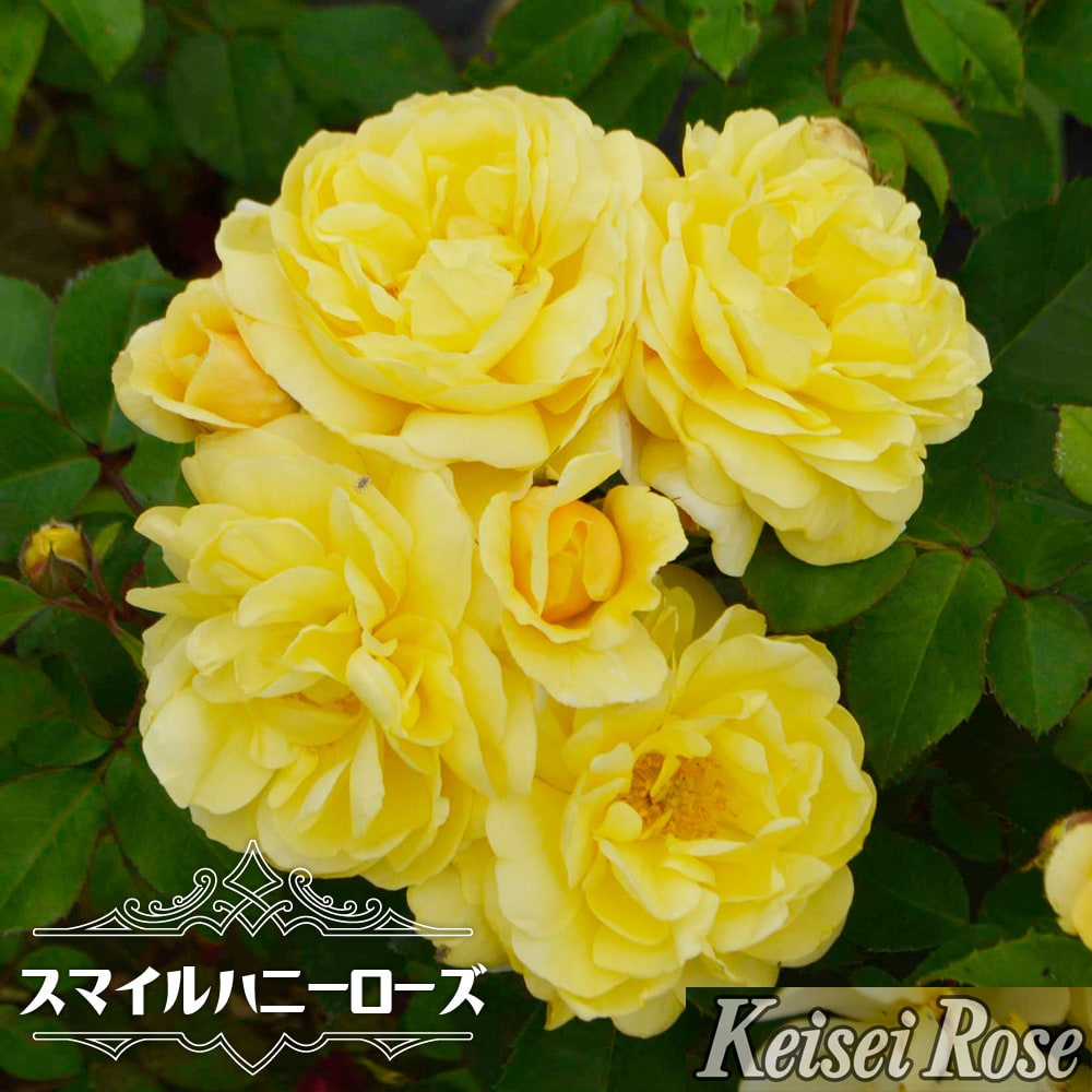 バラ スマイルハニーローズ 