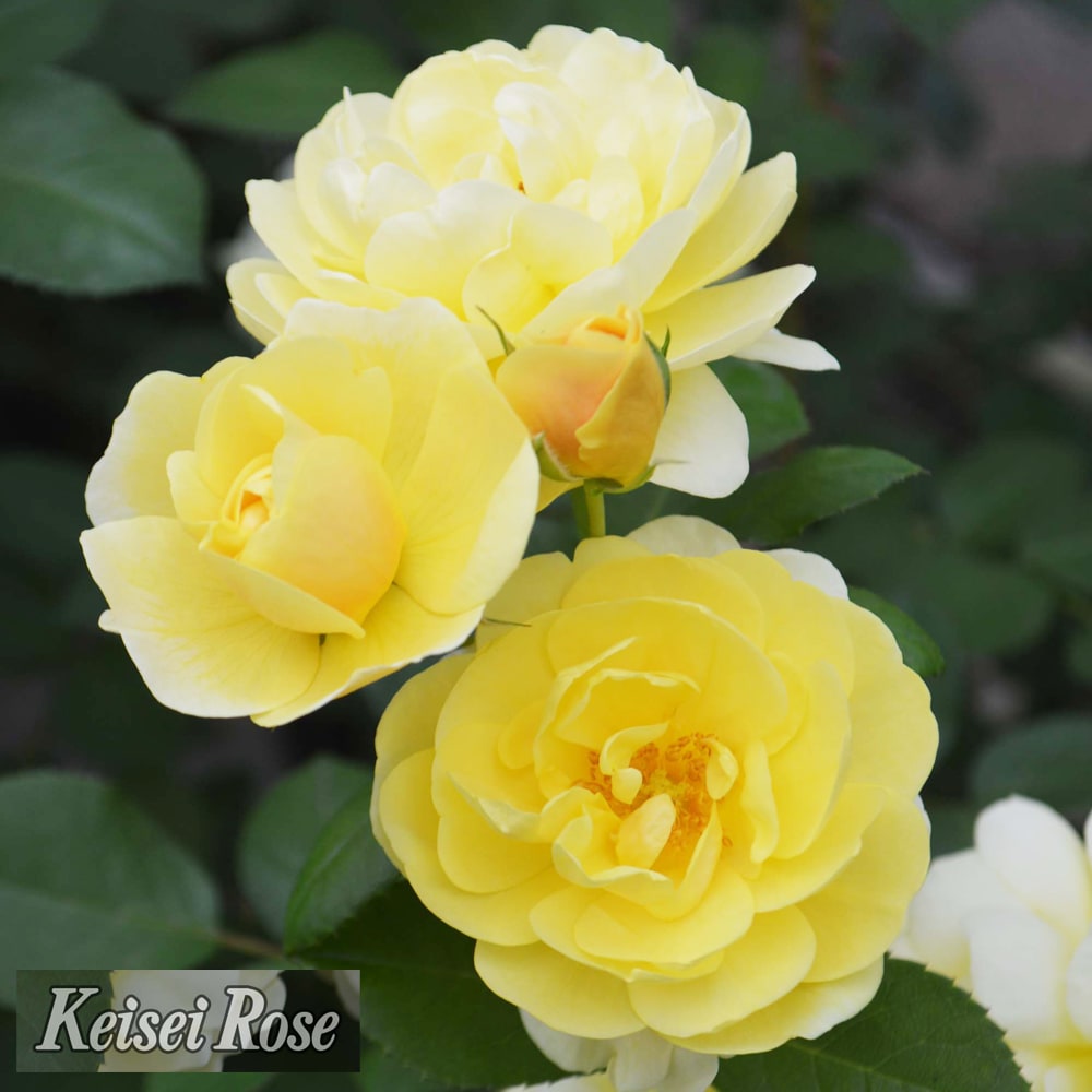 バラ スマイルハニーローズ 2