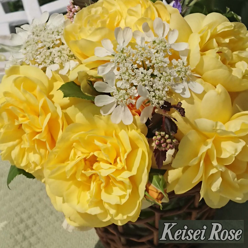 バラ スマイルハニーローズ 3