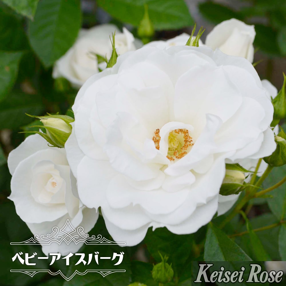 バラ ベビーアイスバーグ 