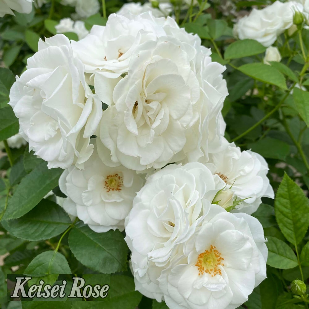 バラ ベビーアイスバーグ 2