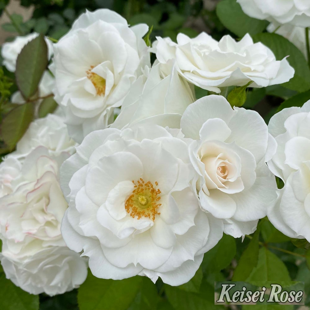 バラ ベビーアイスバーグ 3