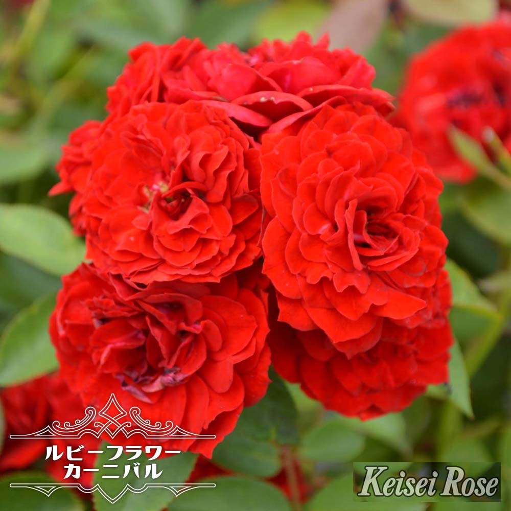 バラ ルビーフラワーカーニバル 