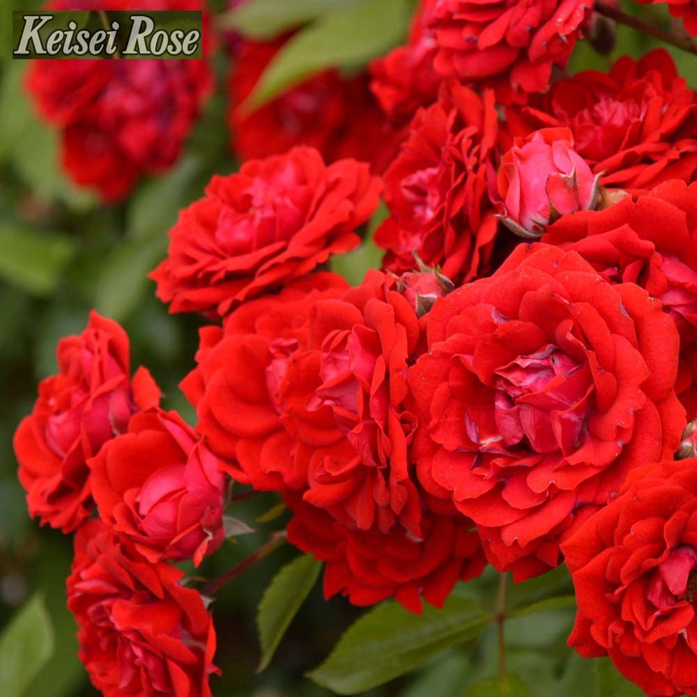 バラ ルビーフラワーカーニバル 2