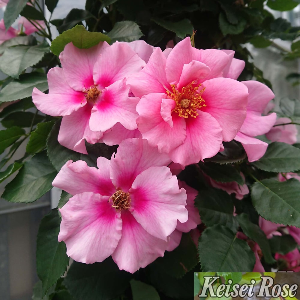 バラ シーユーインピンク 3