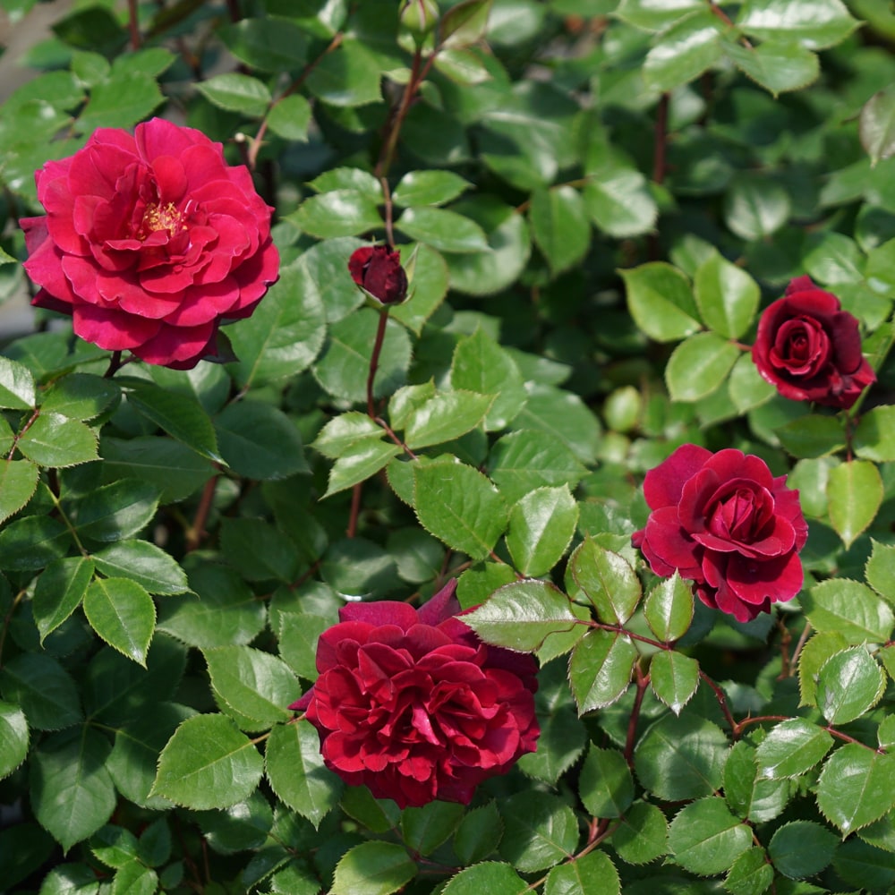 バラ ジプシーソウル 2