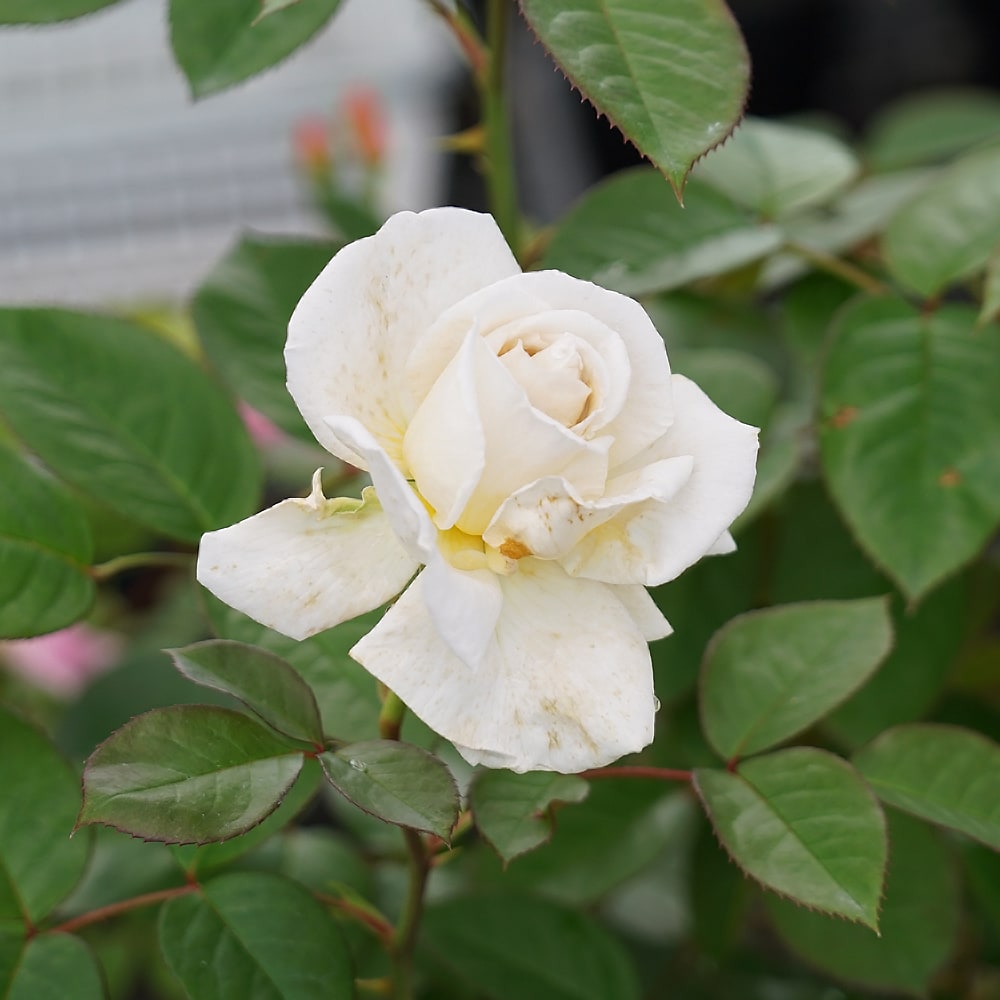 バラ クレムドゥメイアン 1