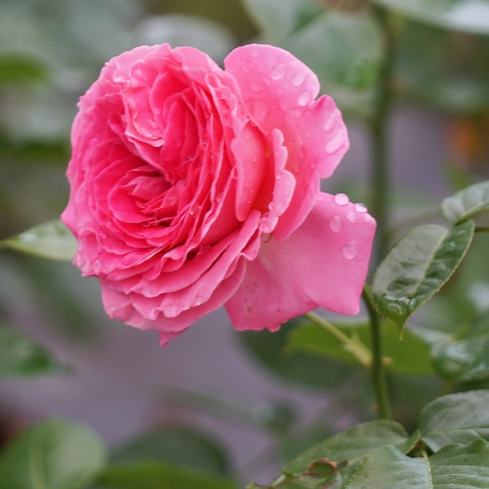 バラ アドーアロマンティカ  4