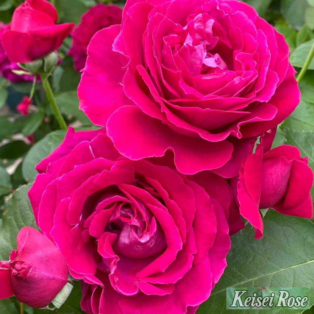 バラ ジョリーメロディー 2