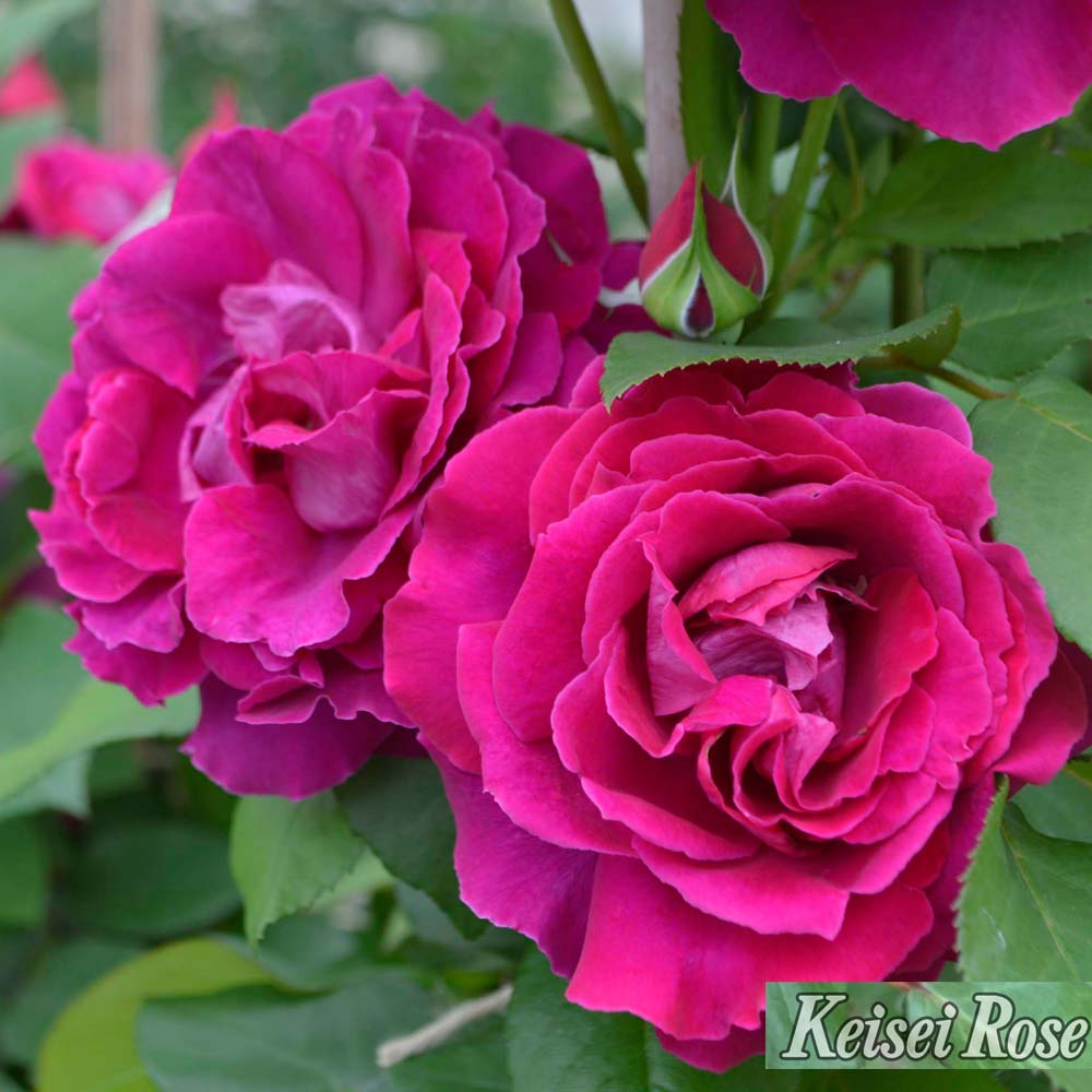 バラ ジョリーメロディー 1