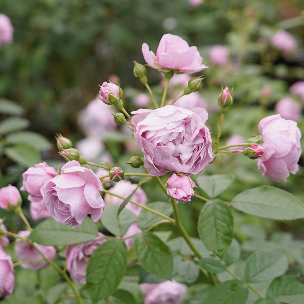 バラ プロローグ 4